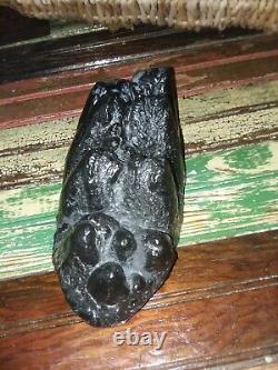 GOMPHOTHERIUM tooth fossil mammal mastodon mammoth SC gomphothere megalodon dino