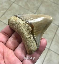 GORGEOUS 3.26x 3.10 Wide Posterior Megalodon Shark tooth Fossil SEE PICS