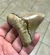 Gorgeous 3.26x 3.10 Wide Posterior Megalodon Shark Tooth Fossil See Pics