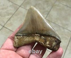 GORGEOUS 3.26x 3.10 Wide Posterior Megalodon Shark tooth Fossil SEE PICS