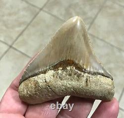 GORGEOUS 3.26x 3.10 Wide Posterior Megalodon Shark tooth Fossil SEE PICS