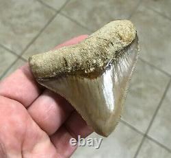 GORGEOUS 3.26x 3.10 Wide Posterior Megalodon Shark tooth Fossil SEE PICS