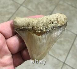 GORGEOUS 3.26x 3.10 Wide Posterior Megalodon Shark tooth Fossil SEE PICS