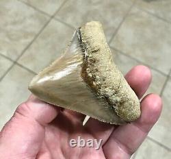GORGEOUS 3.26x 3.10 Wide Posterior Megalodon Shark tooth Fossil SEE PICS