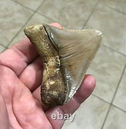 GORGEOUS 3.26x 3.10 Wide Posterior Megalodon Shark tooth Fossil SEE PICS