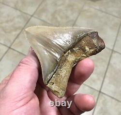 GORGEOUS 3.26x 3.10 Wide Posterior Megalodon Shark tooth Fossil SEE PICS