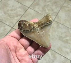 GORGEOUS 3.26x 3.10 Wide Posterior Megalodon Shark tooth Fossil SEE PICS