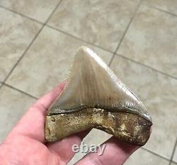 GORGEOUS 3.26x 3.10 Wide Posterior Megalodon Shark tooth Fossil SEE PICS