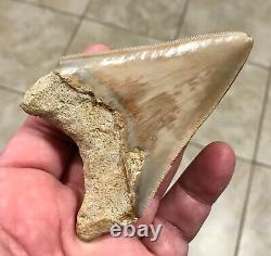 GORGEOUS-BITTEN-3.93 x 2.76 Indonesian Megalodon Shark tooth Fossil-SEE PICS