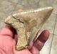 Gorgeous-bitten-3.93 X 2.76 Indonesian Megalodon Shark Tooth Fossil-see Pics