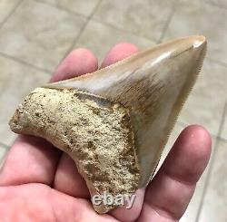 GORGEOUS-BITTEN-3.93 x 2.76 Indonesian Megalodon Shark tooth Fossil-SEE PICS