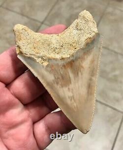 GORGEOUS-BITTEN-3.93 x 2.76 Indonesian Megalodon Shark tooth Fossil-SEE PICS