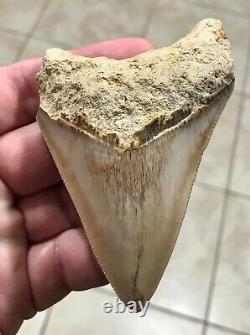 GORGEOUS-BITTEN-3.93 x 2.76 Indonesian Megalodon Shark tooth Fossil-SEE PICS