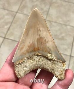 GORGEOUS-BITTEN-3.93 x 2.76 Indonesian Megalodon Shark tooth Fossil-SEE PICS