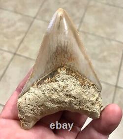 GORGEOUS-BITTEN-3.93 x 2.76 Indonesian Megalodon Shark tooth Fossil-SEE PICS