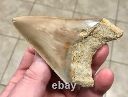 GORGEOUS-BITTEN-3.93 x 2.76 Indonesian Megalodon Shark tooth Fossil-SEE PICS