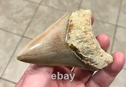 GORGEOUS-BITTEN-3.93 x 2.76 Indonesian Megalodon Shark tooth Fossil-SEE PICS