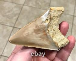 GORGEOUS-BITTEN-3.93 x 2.76 Indonesian Megalodon Shark tooth Fossil-SEE PICS