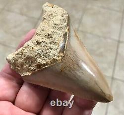 GORGEOUS-BITTEN-3.93 x 2.76 Indonesian Megalodon Shark tooth Fossil-SEE PICS