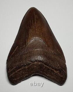 GORGEOUS Dark COFFEE Brown AUTHENTIC 4-1/2 FOSSIL MEGALODON SHARK Tooth