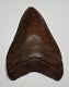 Gorgeous Dark Coffee Brown Authentic 4-1/2 Fossil Megalodon Shark Tooth