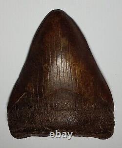 GORGEOUS Dark COFFEE Brown AUTHENTIC 4-1/2 FOSSIL MEGALODON SHARK Tooth