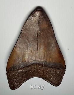 GORGEOUS Dark COFFEE Brown AUTHENTIC 4-1/2 FOSSIL MEGALODON SHARK Tooth