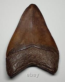 GORGEOUS Dark COFFEE Brown AUTHENTIC 4-1/2 FOSSIL MEGALODON SHARK Tooth