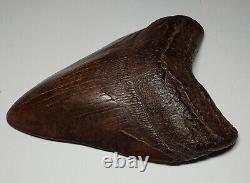 GORGEOUS Dark COFFEE Brown AUTHENTIC 4-1/2 FOSSIL MEGALODON SHARK Tooth