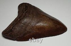 GORGEOUS Dark COFFEE Brown AUTHENTIC 4-1/2 FOSSIL MEGALODON SHARK Tooth