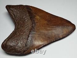 GORGEOUS Dark COFFEE Brown AUTHENTIC 4-1/2 FOSSIL MEGALODON SHARK Tooth