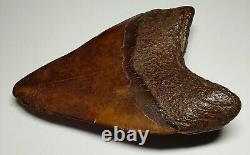 GORGEOUS Dark COFFEE Brown AUTHENTIC 4-1/2 FOSSIL MEGALODON SHARK Tooth