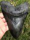 Gorgeous Massive 6.561 Megalodon Shark Tooth Fossil