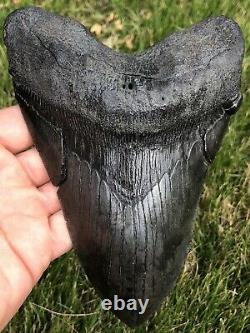 GORGEOUS MASSIVE 6.561 Megalodon Shark Tooth Fossil