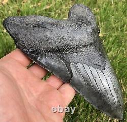 GORGEOUS MASSIVE 6.561 Megalodon Shark Tooth Fossil