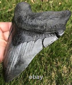 GORGEOUS MASSIVE 6.561 Megalodon Shark Tooth Fossil