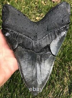 GORGEOUS MASSIVE 6.561 Megalodon Shark Tooth Fossil