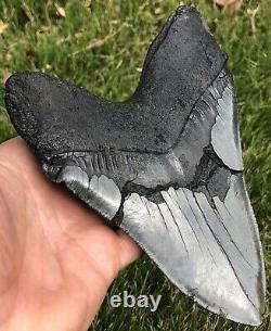 GORGEOUS MASSIVE 6.561 Megalodon Shark Tooth Fossil