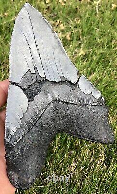 GORGEOUS MASSIVE 6.561 Megalodon Shark Tooth Fossil