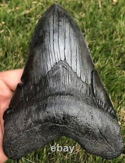 GORGEOUS MASSIVE 6.561 Megalodon Shark Tooth Fossil