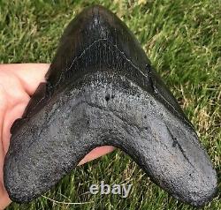 GORGEOUS MASSIVE 6.561 Megalodon Shark Tooth Fossil