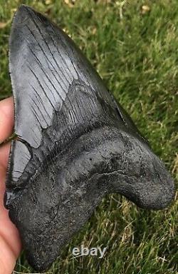 GORGEOUS MASSIVE 6.561 Megalodon Shark Tooth Fossil