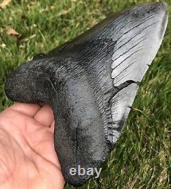 GORGEOUS MASSIVE 6.561 Megalodon Shark Tooth Fossil