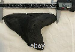 GORGEOUS MASSIVE 6.561 Megalodon Shark Tooth Fossil