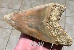 GORGEOUS PATHOLOGICAL 5.72 Indonesian Megalodon Shark Tooth Fossil