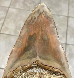 GORGEOUS PATHOLOGICAL 5.72 Indonesian Megalodon Shark Tooth Fossil