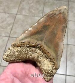 GORGEOUS PATHOLOGICAL 5.72 Indonesian Megalodon Shark Tooth Fossil