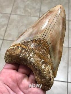 GORGEOUS PATHOLOGICAL 5.72 Indonesian Megalodon Shark Tooth Fossil