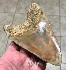 GORGEOUS PATHOLOGICAL 5.72 Indonesian Megalodon Shark Tooth Fossil