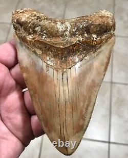 GORGEOUS PATHOLOGICAL 5.72 Indonesian Megalodon Shark Tooth Fossil